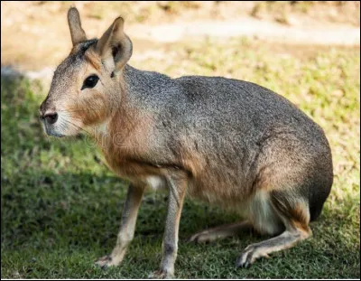 Quel est ce gros rongeur endémique d'Argentine avec de grande oreilles et de longs membres lui permettant des courses à 80 km/h ?