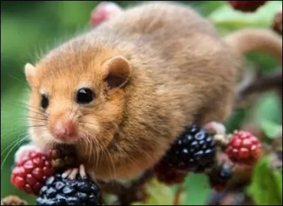 Quel est ce petit rongeur végétarien, nocturne et farouche qui mesure 8 centimètres et pèse entre 15 et 40 grammes ?