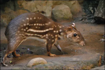 Quel est ce gros rongeur d'Amérique tropicale et subtropicale à la fourrure tachetée de blanc qui vit la journée dans son terrier ?