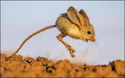 Quel est ce petit rongeur nocturne avec une longue queue et de grandes pattes postérieures lui permettant des sauts de 1,80 m de long ?