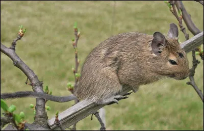 Quel est ce petit rongeur de la cordillère des Andes avec des grandes oreilles et des pattes arrières à quatre doigts griffus ?