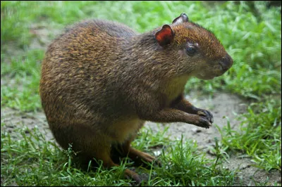 Quel est ce rongeur frugivore d'Amérique tropicale avec de grandes pattes, un museau pointu et une tête de rat ?