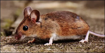 Quel est ce petit rongeur campagnard sauteur et nageur, actif et très envahissant qui ravage les jardins ?