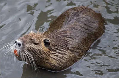 Quel est ce rongeur nocturne aquatique et nuisible, originaire d'Amérique du Sud avec 4 grandes incisives rouge-orange ?