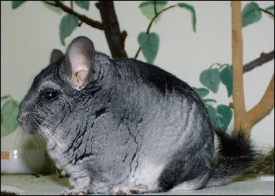 Quel est ce petit rongeur herbivore, nocturne et grégaire, originaire de la cordillère des Andes ?