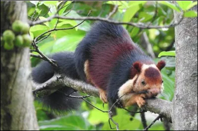 Quel est ce rongeur, un écureuil géant originaire d'Asie ?