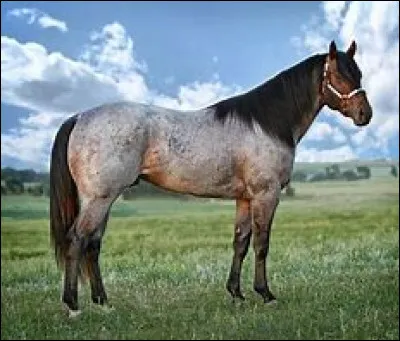 De quelle couleur est un cheval rouan ?