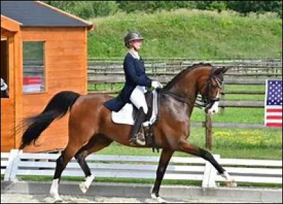 Le trot est une allure...