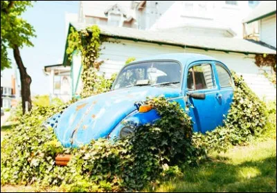 Cette allemande est connue pour manger les pucerons et autres insectes du jardin. Quel est son nom ?