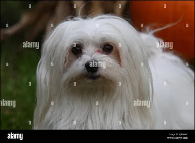 Quelle est la race de ce chien ? ?