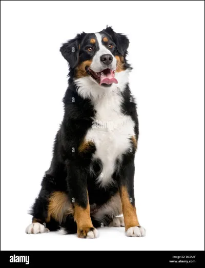 Quelle est la race de ce chien qui fait craquer ?