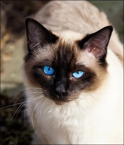 Quelle est la race de ce chat pour faire une pause ?