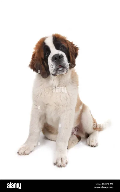 Quelle est la race de ce chien ?