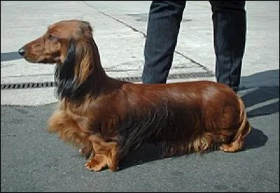 Quelle est la race de ce chien ? ?