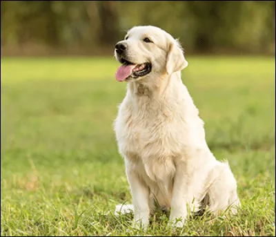 Quelle est la race de ce chien ?