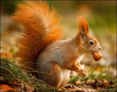 Qui a un écureuil comme animal de compagnie ?