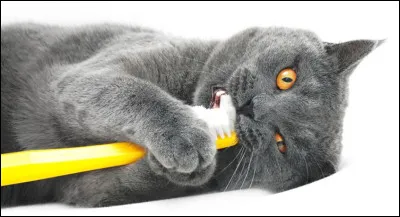 D/. À propos, y a-t-il une différence entre denture et dentition ?