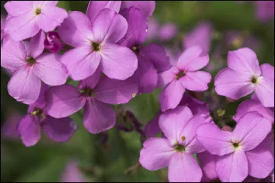 J/. Voilà une pratique de découpe de légumes s'énonçant comme un prénom.
Cependant un poisson et une plante ont aussi la même désignation.
Où se trouve le poisson ?