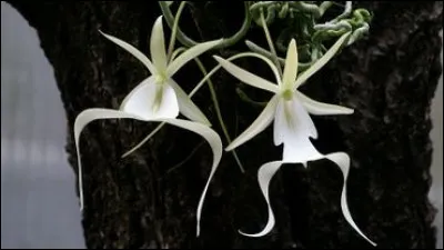 Quelle est cette fleur ?