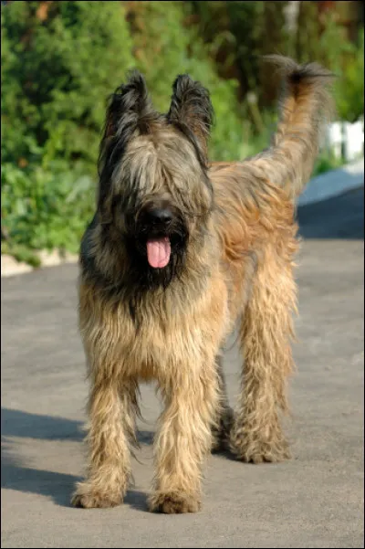 Briard : ou berger de Brie, quelle couleur peut revêtir ce chien ?