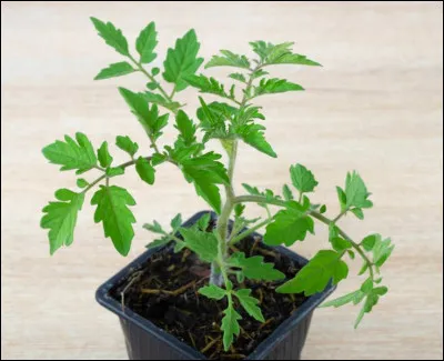 Pour finir, avec toutes ces révélations, il va devenir rouge comme...