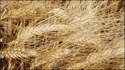 Que fabrique-t-on généralement avec le blé dur ?