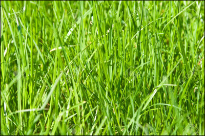 Elle est beaucoup portée, c'est la couleur...