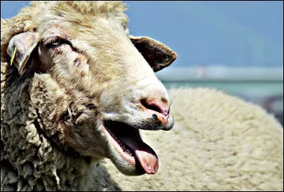 Quel est le terme utilisé pour décrire la coupe de la laine de mouton ?