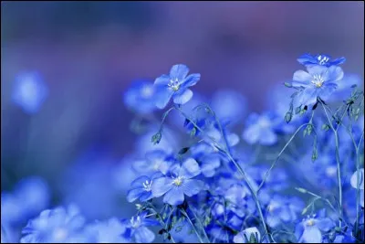 Qui chante "Fleur bleue" en 1937 ?