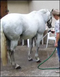 Aprs avoir douch les membres de ton cheval il faut :