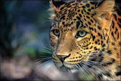 Quel animal aimes-tu ?