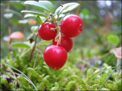 Airelle est une baie comestible.