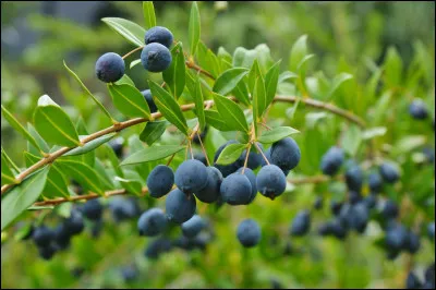 Myrte est une baie toxique.