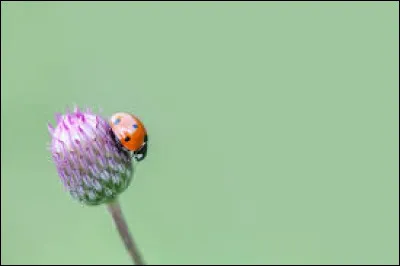 Quelle marque de luxe pr&eacute;f&egrave;res-tu ?