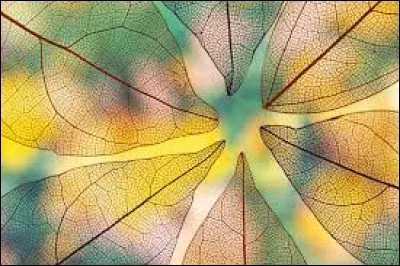 As-tu un animal de compagnie ?