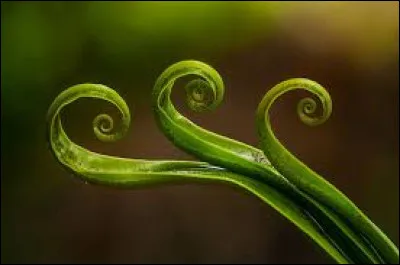 Quel animal de compagnie as-tu ou aimerais-tu avoir ?