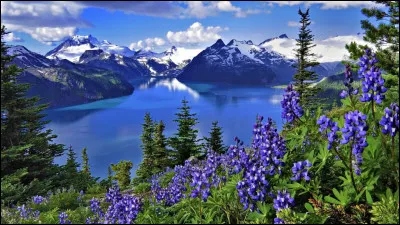 Quelles sont les deux couleurs du drapeau de la Suisse ?