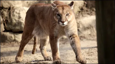 Quel félin est appelé "lion de montagne" ?