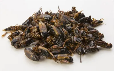 Comment appelle-t-on le fait de consommer des insectes ?