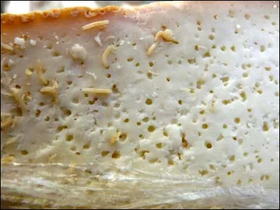 Que signifie "casgiu merzu", un fromage fort aux asticots originaire de Corse ?