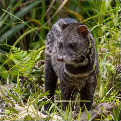 Qu'est-ce que le kopi luwak, un produit indonésien très recherché, issu des crottes de la civette ?