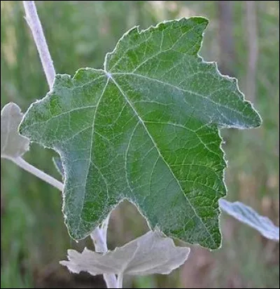 Quel est le nom de cet arbre ?