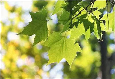 Quel est le nom de cet arbre ?