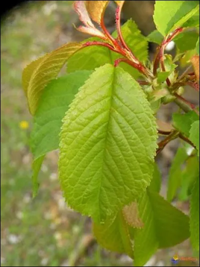 Quel est le nom de cet arbre ?