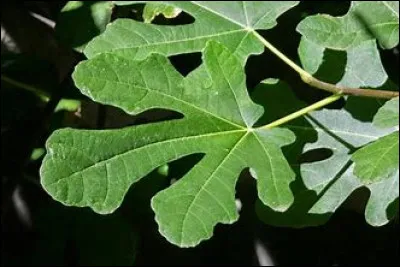 Quel est le nom de cet arbre ?