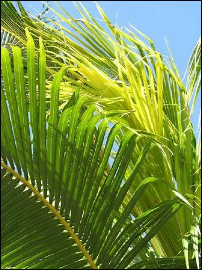 Quel est le nom de cet arbre ?