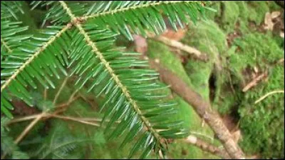Quel est le nom de cet arbre ?