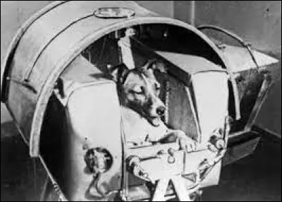 En quelle année la chienne Laïka a-t-elle été envoyée, à bord de la navette Spoutnik 2, dans l'espace ?