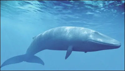 Quel est cet animal ?