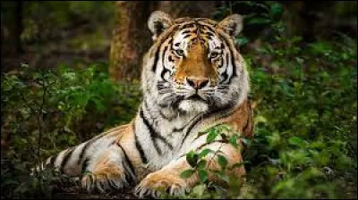 Quel est cet animal ?